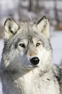 Wolf / Gray Wolf / Timber Wolf Minnesota USA