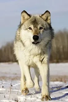 Wolf / Gray Wolf / Timber Wolf Minnesota USA