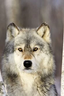 Images Dated 15th January 2007: Wolf / Gray Wolf / Timber Wolf Minnesota USA