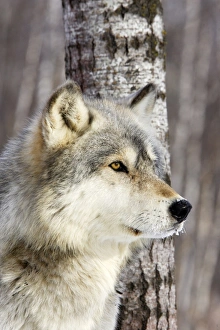 Images Dated 15th January 2007: Wolf / Gray Wolf / Timber Wolf Minnesota USA