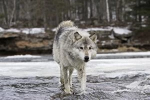 Images Dated 15th January 2007: Wolf / Gray Wolf / Timber Wolf Minnesota USA