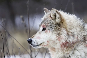 Images Dated 15th January 2007: Wolf / Gray Wolf / Timber Wolf Minnesota USA