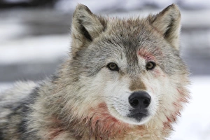 Images Dated 15th January 2007: Wolf / Gray Wolf / Timber Wolf Minnesota USA