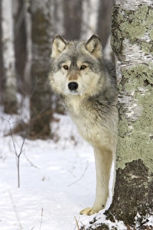 Images Dated 16th January 2007: Wolf / Gray Wolf / Timber Wolf Minnesota USA
