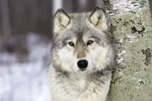 Wolf / Gray Wolf / Timber Wolf Minnesota USA