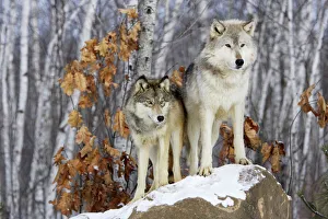 Images Dated 16th January 2007: Wolf / Gray Wolf / Timber Wolf Minnesota USA