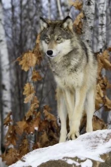 Images Dated 16th January 2007: Wolf / Gray Wolf / Timber Wolf Minnesota USA