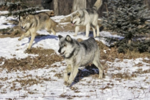 Images Dated 16th January 2007: Wolf / Gray Wolf / Timber Wolf Minnesota USA
