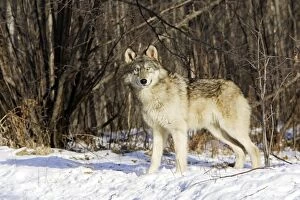 Images Dated 16th January 2007: Wolf / Gray Wolf / Timber Wolf Minnesota USA