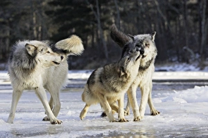 Images Dated 15th January 2007: Wolf / Gray Wolf / Timber Wolf - submissive behaviour Minnesota USA