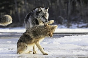 Images Dated 15th January 2007: Wolf / Gray Wolf / Timber Wolf - submissive behaviour Minnesota USA