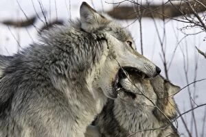 Images Dated 15th January 2007: Wolf / Gray Wolf / Timber Wolf - submissive behaviour Minnesota USA