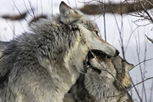 Images Dated 15th January 2007: Wolf / Gray Wolf / Timber Wolf - submissive behaviour Minnesota USA