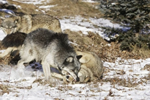 Images Dated 16th January 2007: Wolf / Gray Wolf / Timber Wolf - submissive behaviour Minnesota USA