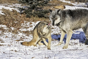 Images Dated 16th January 2007: Wolf / Gray Wolf / Timber Wolf - submissive behaviour Minnesota USA