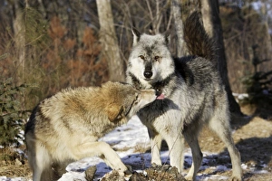 Images Dated 16th January 2007: Wolf / Gray Wolf / Timber Wolf - submissive behaviour Minnesota USA