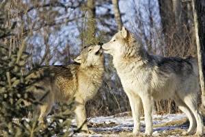 Images Dated 16th January 2007: Wolf / Gray Wolf / Timber Wolf - submissive behaviour Minnesota USA