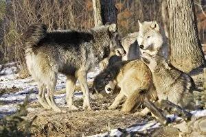 Images Dated 16th January 2007: Wolf / Gray Wolf / Timber Wolf - submissive behaviour Minnesota USA