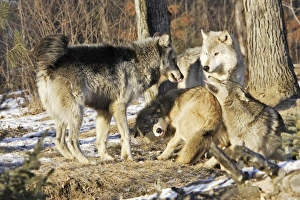 Images Dated 16th January 2007: Wolf / Gray Wolf / Timber Wolf - submissive behaviour Minnesota USA