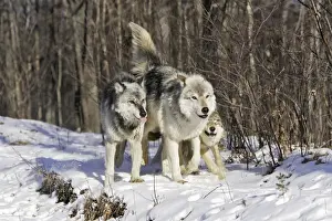 Wolf / Gray Wolf / Timber Wolf - submissive behaviour Minnesota USA