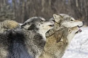 Wolf / Gray Wolf / Timber Wolf - submissive behaviour Minnesota USA