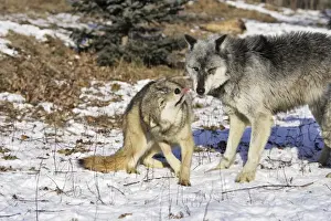 Wolf / Gray Wolf / Timber Wolf - submissive behaviour Minnesota USA