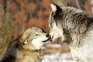 Mouths Prints: Wolf / Gray Wolf / Timber Wolf - submissive behaviour Minnesota USA