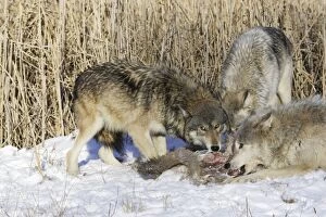 Images Dated 17th January 2007: Wolf / Gray Wolf / Timber Wolf - with White-tailed Deer prey