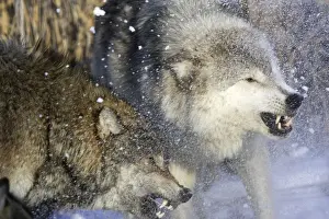 Spray Prints: Wolf / Gray Wolf / Timber Wolf - with White-tailed Deer prey. Minnesota USA