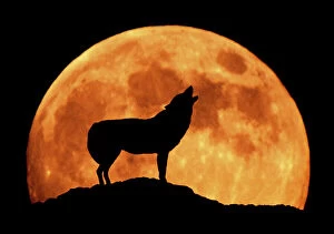 Wolves Collection: Wolf - Howling against full moon at night