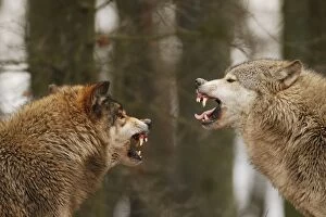Wolf - intimidation (priority behaviour)