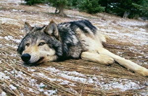 WOLF - lying in snowy scene
