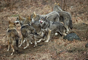 Images Dated 10th December 2010: Wolf Pack - Germany