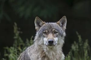 Images Dated 18th June 2016: Wolf portrait European Wolf portrait in summer Germany