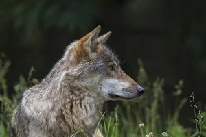 Images Dated 18th June 2016: Wolf portrait European Wolf portrait in summer Germany