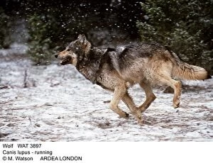 2 Gallery: WOLF - running through snow with snow falling