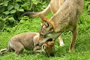 Images Dated 24th July 2005: Wolf She-Wolf about to drag off cub by biting lightly into it's neck Bavaria, Germany