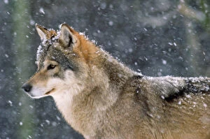 Weather Conditions Collection: Wolf - in snow