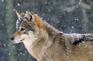 Images Dated 29th February 2008: Wolf - in snow