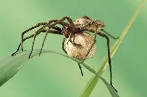 Images Dated 24th June 2004: Wolf Spider Carrying egg sack