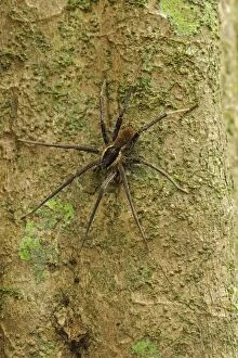 Arachnids Gallery: Wolf spider, Ctenidae, flooded forest, Amazon, Mamiraua