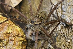 Wolf Spider - eats prey, another spider (Lycosidae)