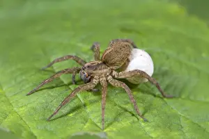 Arachnids Prints: Wolf Spider with egg sac Norfolk UK