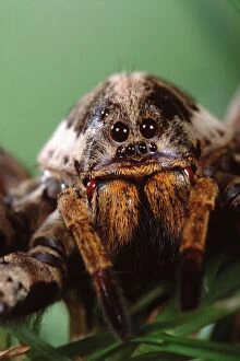 Images Dated 21st April 2005: Wolf Spider. Europe