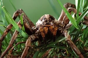 Images Dated 21st April 2005: Wolf Spider. Europe