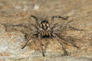 Images Dated 8th August 2016: Wolf Spider female
