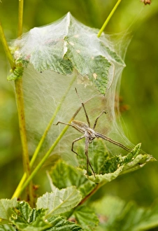 Images Dated 1st August 2010: Wolf Spider - where the female guards the eggs and young; on nest