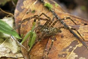 Images Dated 3rd February 2007: Wolf Spider - with grasshopper prey (Lycosidae)