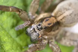 Wolf Spider showing eight eyes Norfolk UK