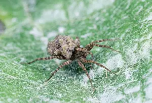 Wolf Spider SPH 23 Female carrying young UK Pardosa amentata © Steve Hopkin ARDEA LONDON